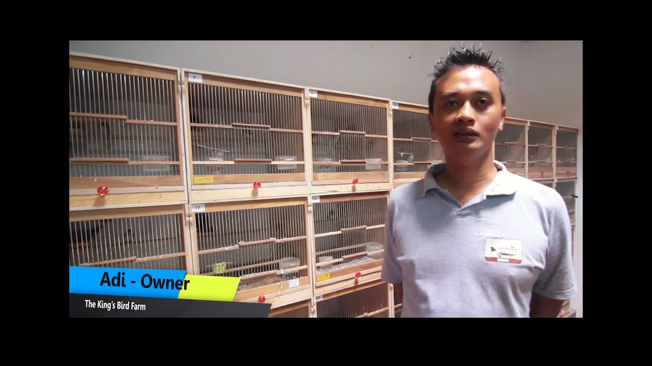The King's Bird Farm Bogor - Ternak Kenari Yorkshire dan Blackthroat