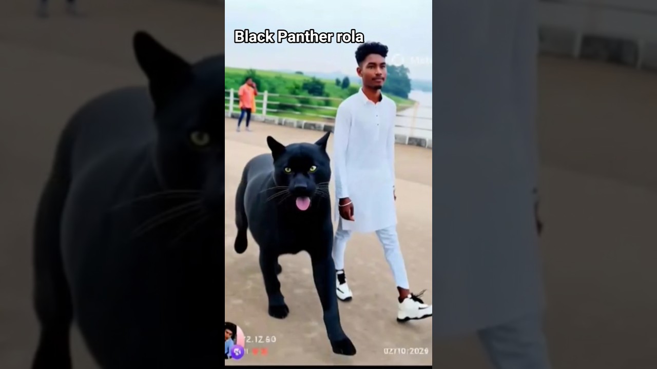 black Panther rola 