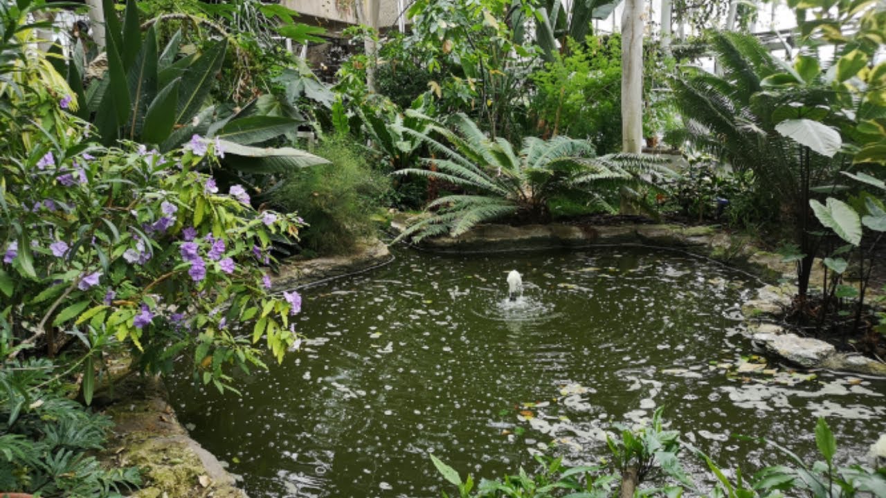 LONDON City Largest Indoor Garden | Barbican Conservatory
