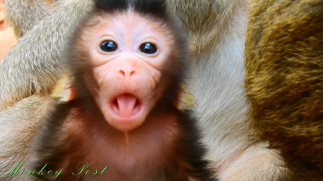 Surprise baby monkey talking to camera man , what cute baby monkey talking / Monkey Post