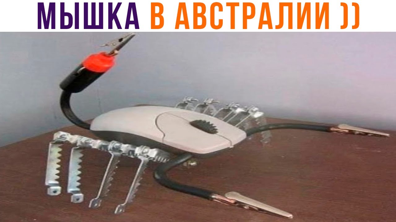 ОБЫЧНАЯ МЫШКА В АВСТРАЛИИ ))) Приколы | Мемозг 1223