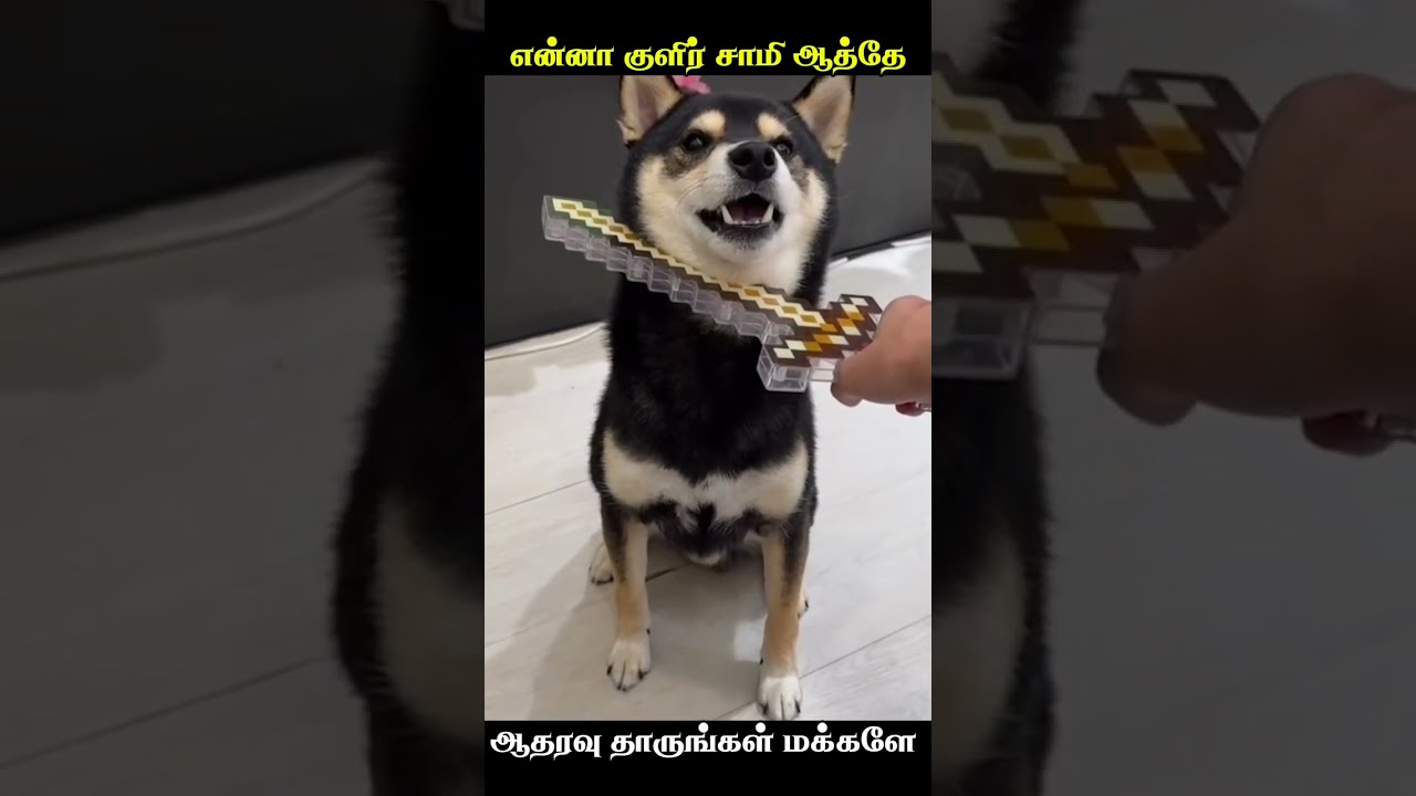 🤣மாஸ்டர் மாயாண்டி என்னா தம்பி என்னாச்சு animal mind voice comedy in Tamil #funnyanimals #comedyvideo