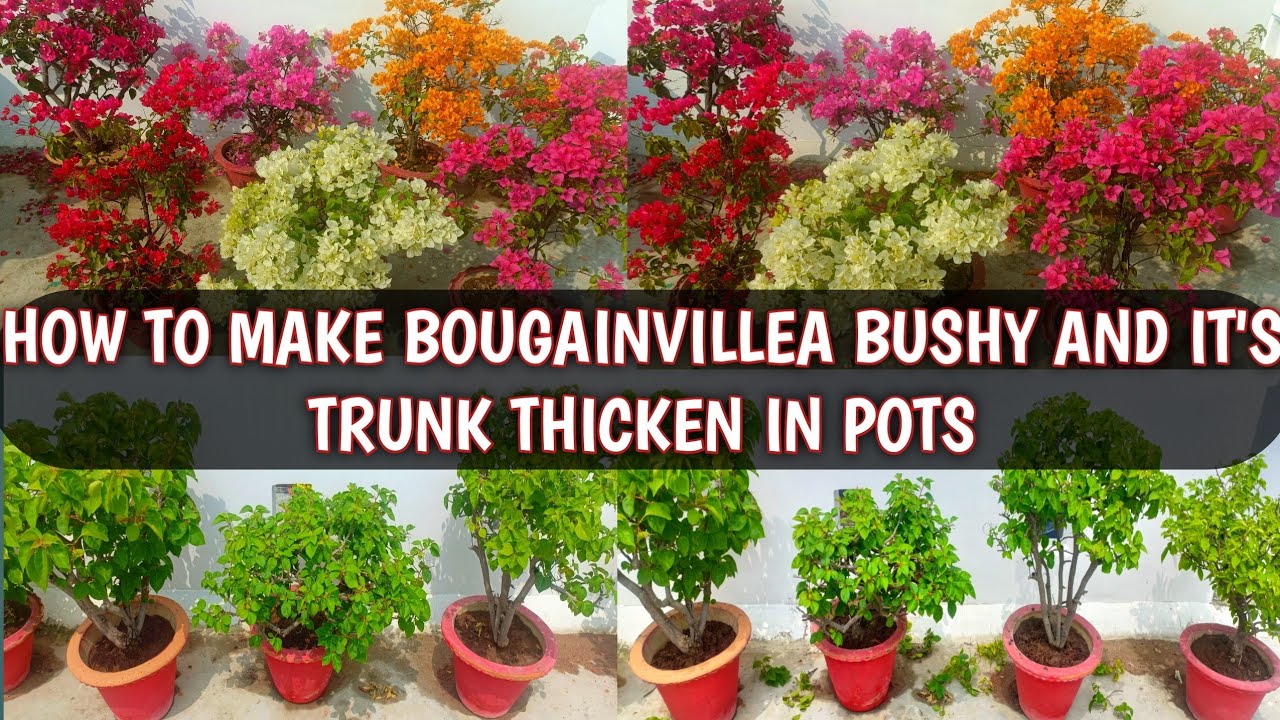 HOW TO MAKE BOUGAINVILLEA BUSHY AND IT'S TRUNK THICKEN IN POTS | BOUGAINVILLEA GROWING TIPS 🌸🌿