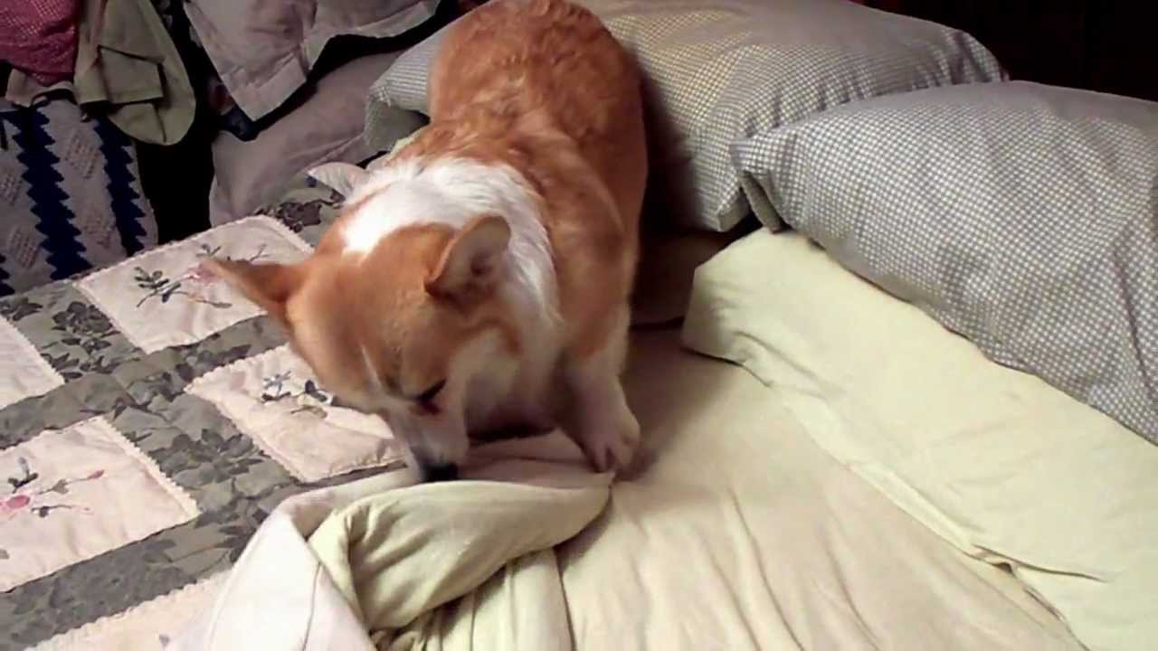 Corgi Sleep Time