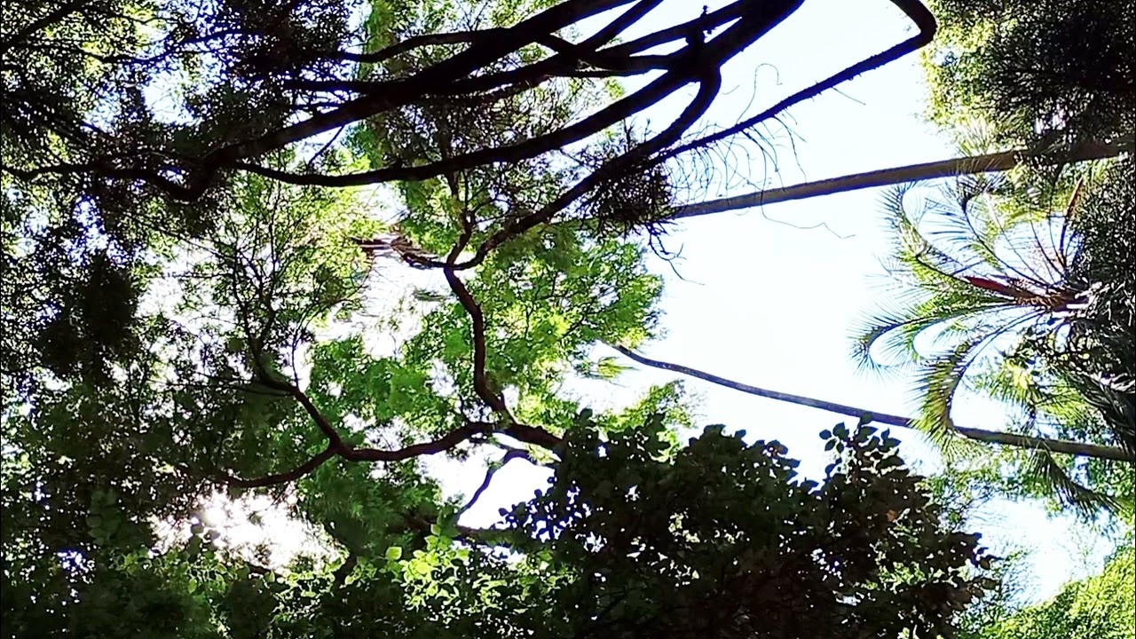 Sin foco - Braiko