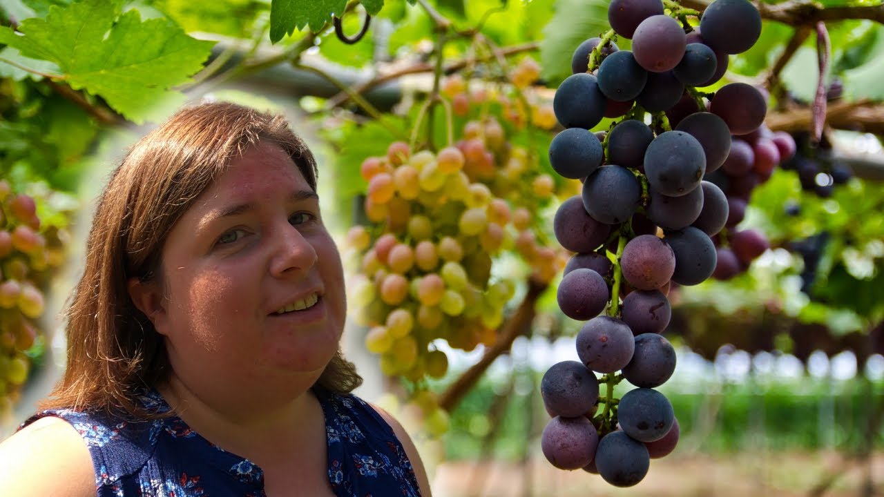 Easily Propagate Grape Vines From Cuttings