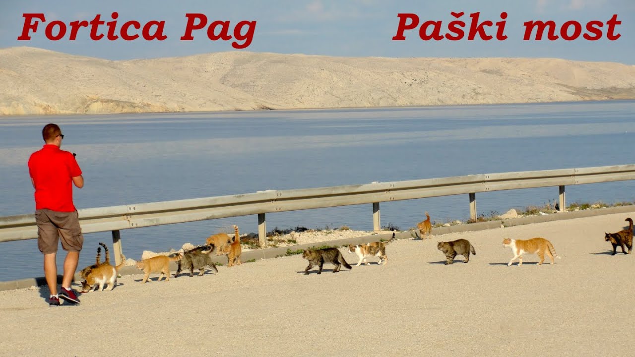 Pa&scaron;ki most i Forteca Pag Chorwacja - spotkanie z kocim gangiem w drodze do Zadaru!