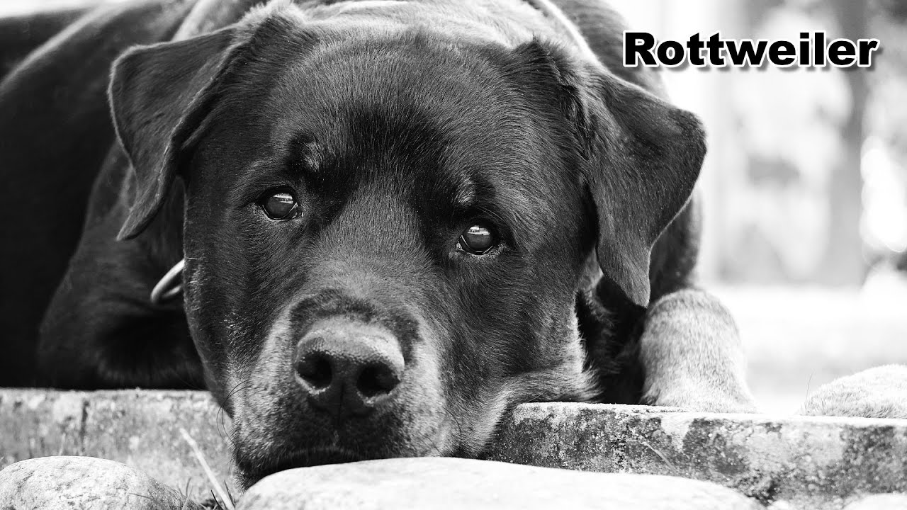 Hyper Realistic Sketch - Dog  Rottweiler Portrait - Real Time Drawing Lessons
