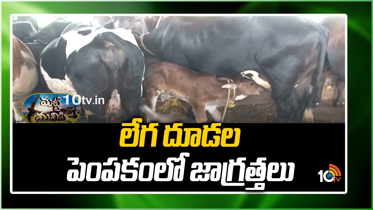 లేగ దూడల పెంపకం‎లో జాగ్రత్తలు  | Precautions in Calves rearing | Matti Manishi || 10tv Agri