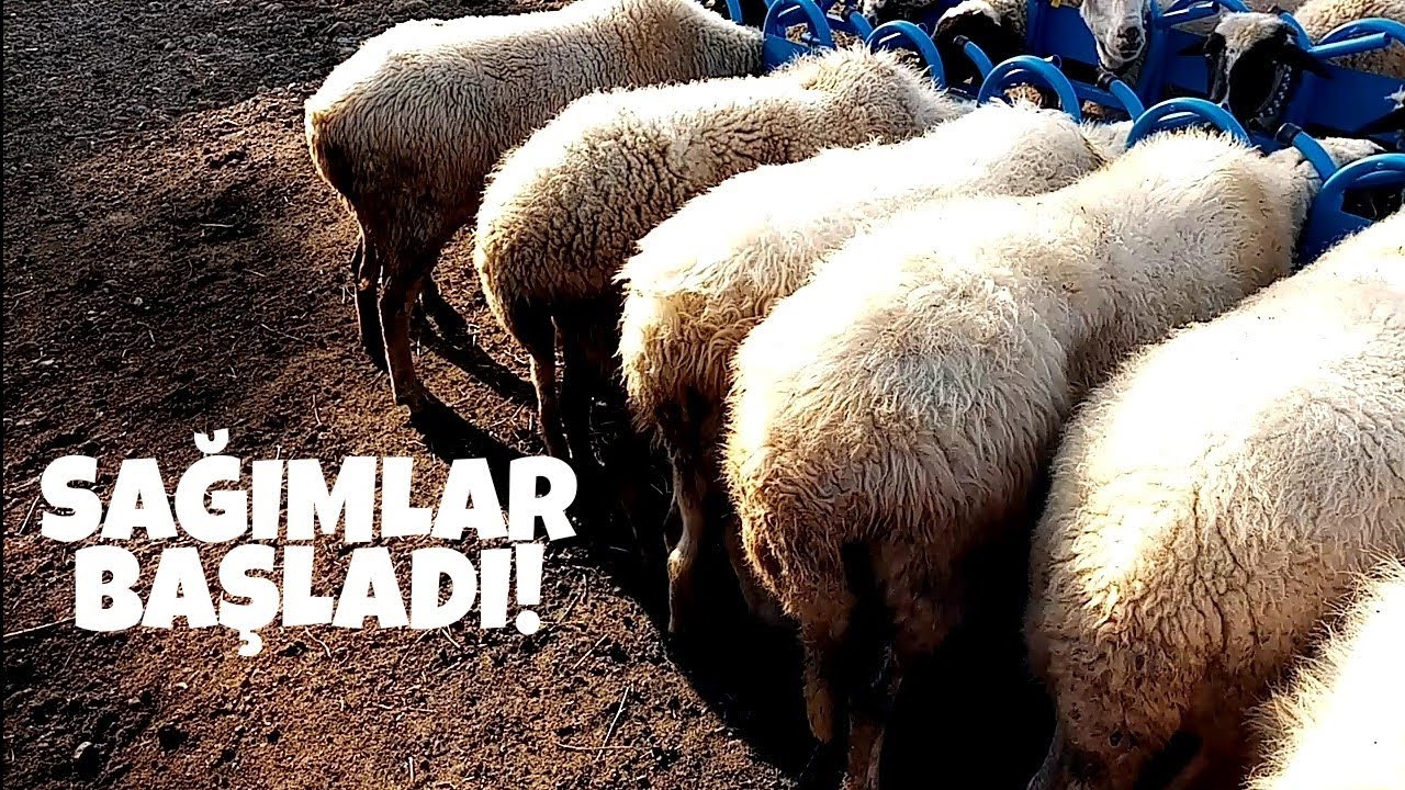 KOYUNLARI SAĞIYORUZ!