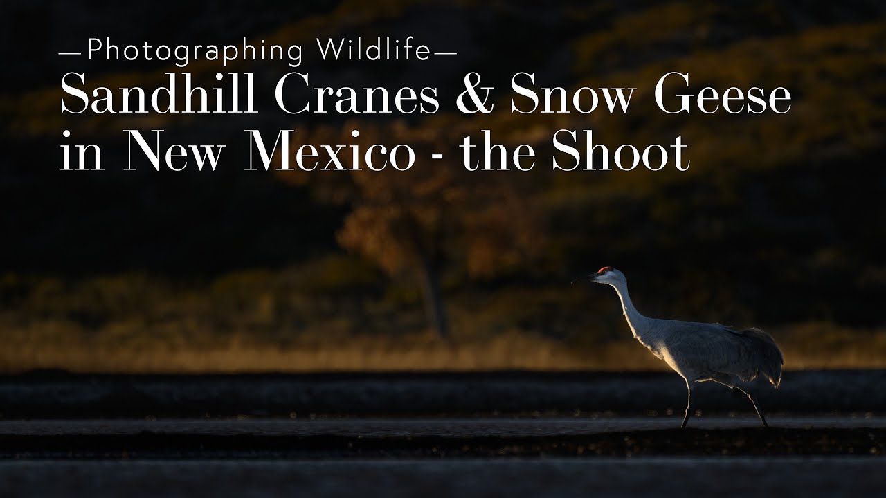 Photographing Wildlife - Sandhill Cranes and Snow Geese in New Mexico - the Shoot