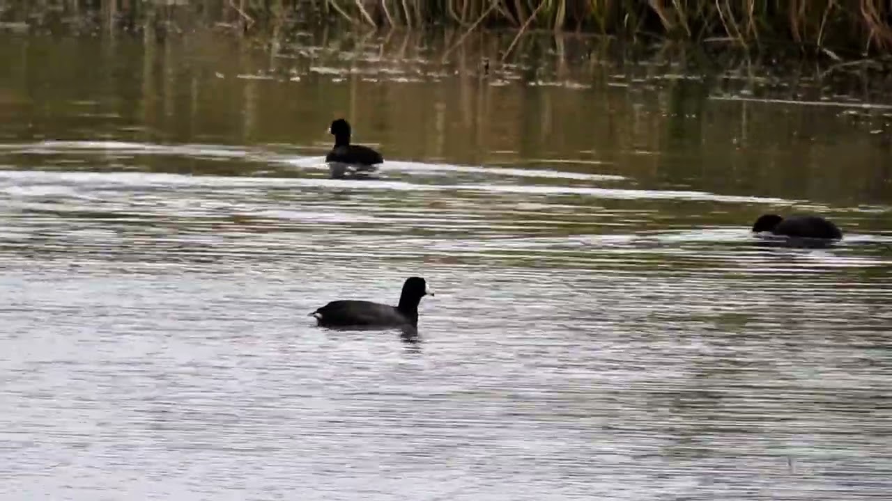 TEXAS COOTS