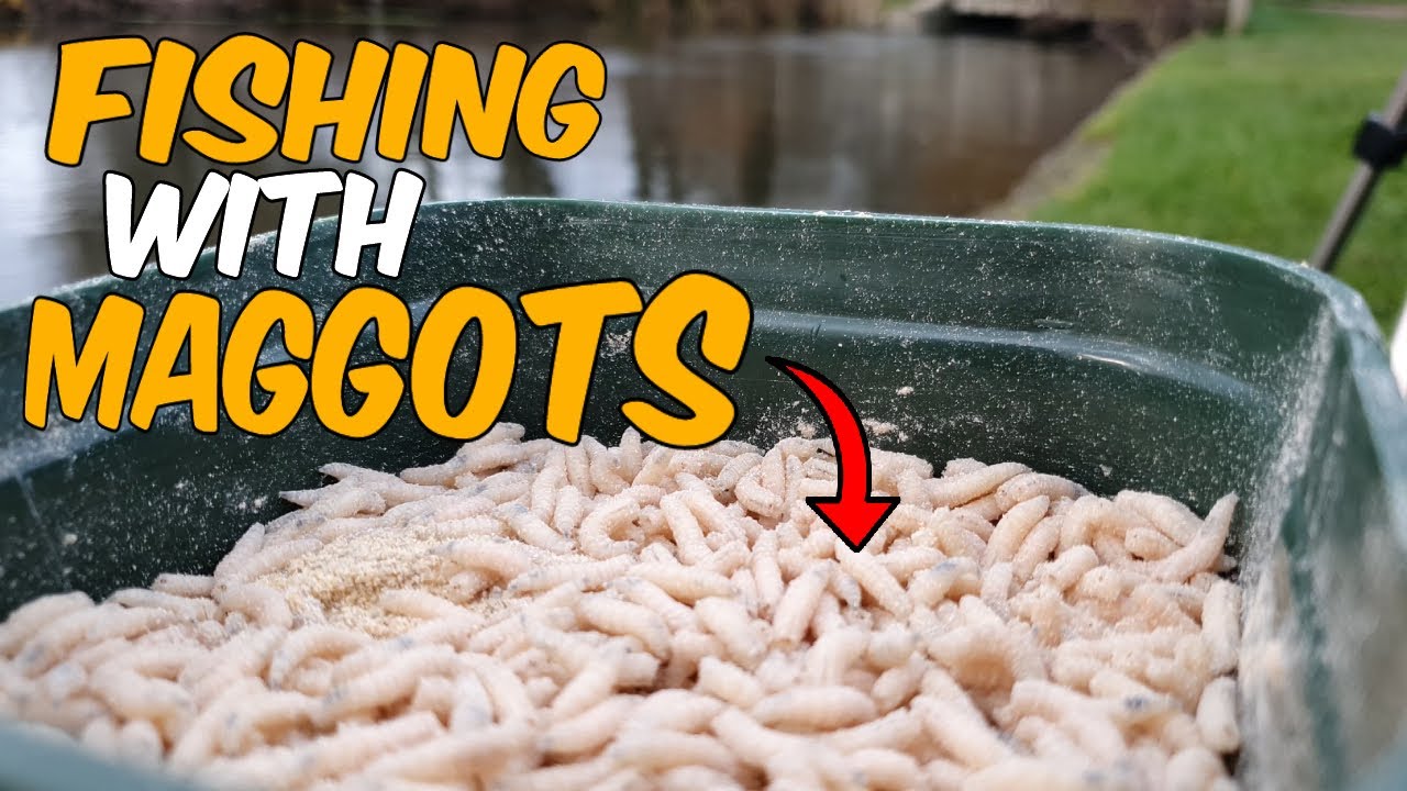 Float fishing with maggots! The easiest way to catch fish