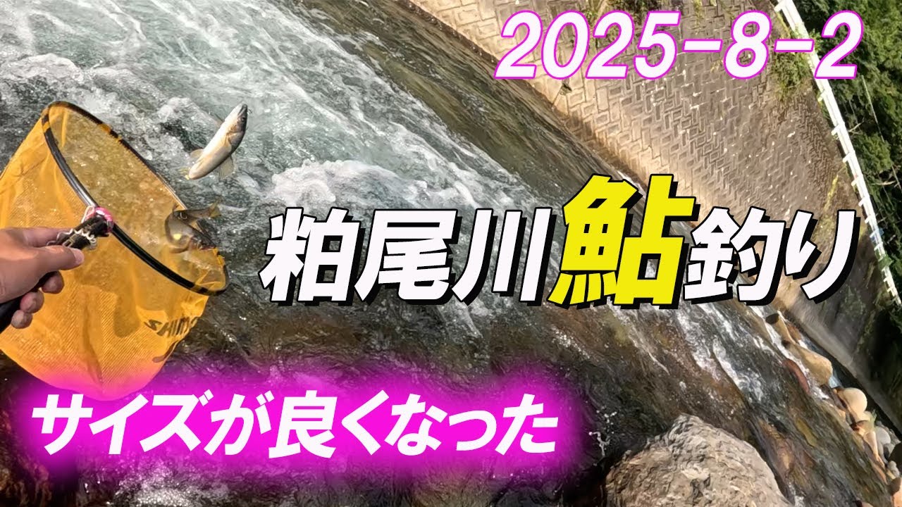 【粕尾川鮎釣り】2025-8-2粕尾川鮎釣り復活！サイズが良くなり釣れる様になりました！