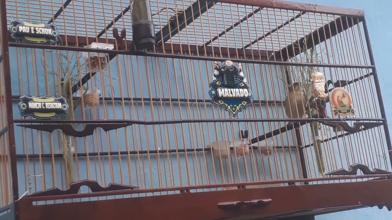 colera pardo malvado