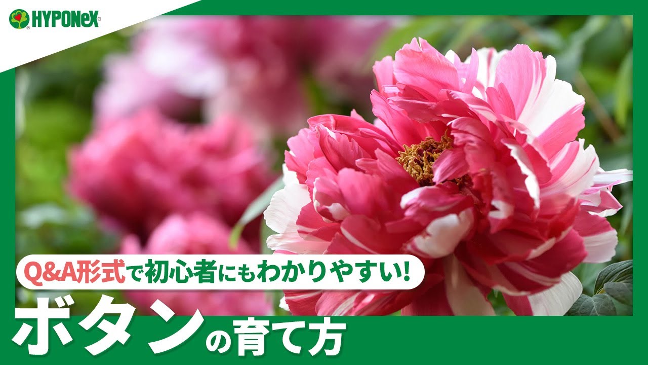 ☘43:ボタンの育て方｜季節ごとの管理、わき芽かきや剪定、肥料の与え方などご紹介｜【PlantiaQ&A】植物の情報、育て方をQ&A形式でご紹介