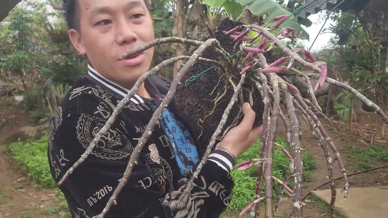 A SA BÁN HOÀNG THẢO KÈN VÀ U LỒI ĐANG NỤ GỌI 0385513081 II PHONG LAN RỪNG II 