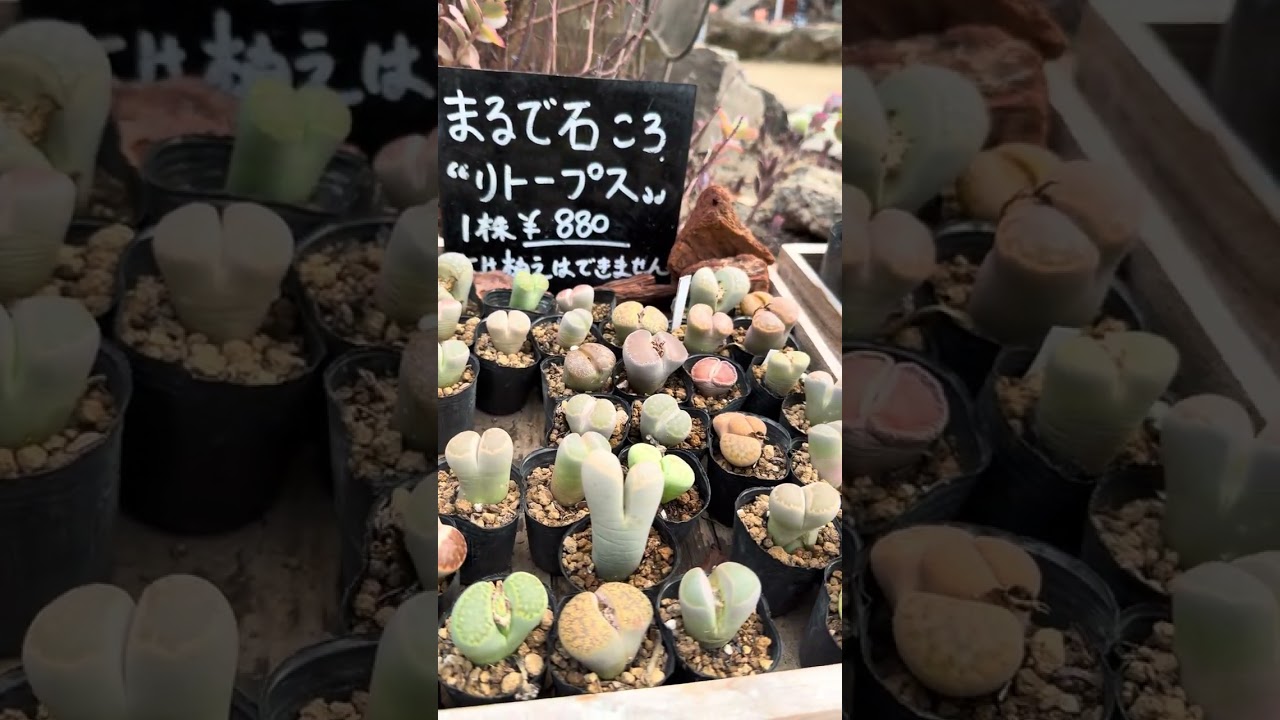 伊豆仙人掌，小小的好可愛