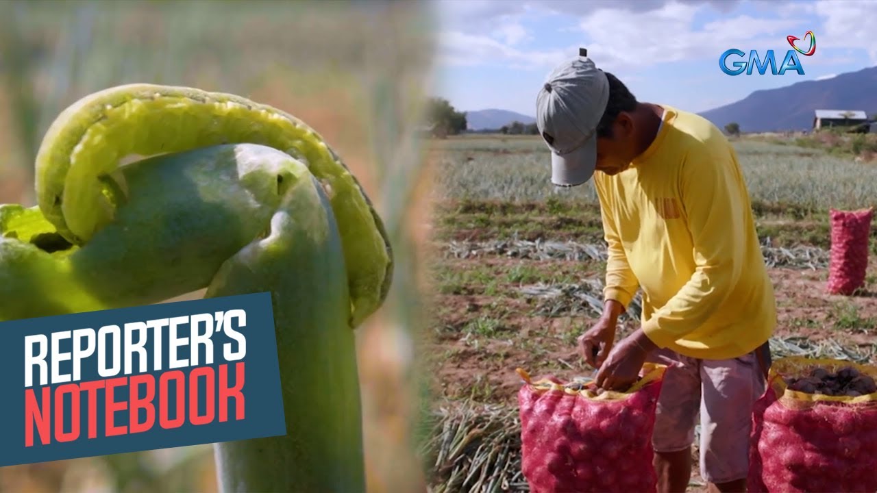 Mga pananim na sibuyas, inaatake ng army worm o harabas ngayong tag-init | Reporter's Notebook