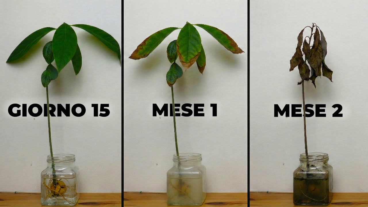 Ecco perché il tuo Avocado muore sempre (e come evitarlo)