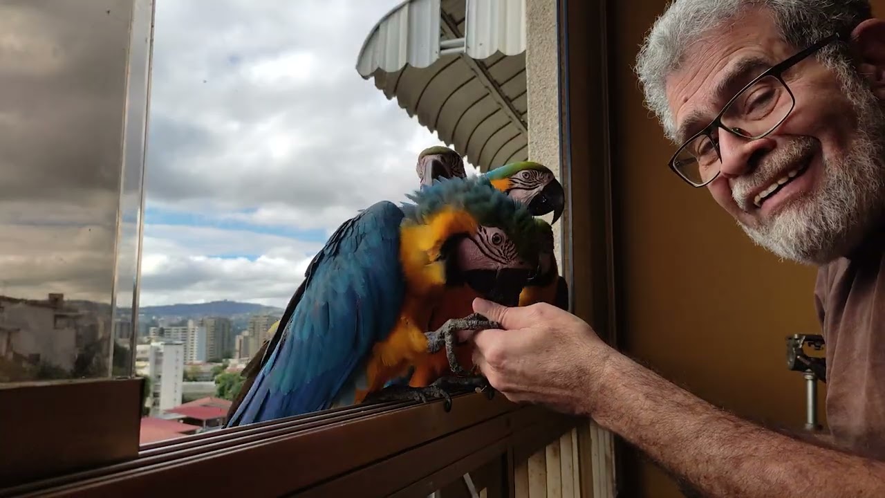 Guacamayas Caraqueñas - Visita de fin de año 2025