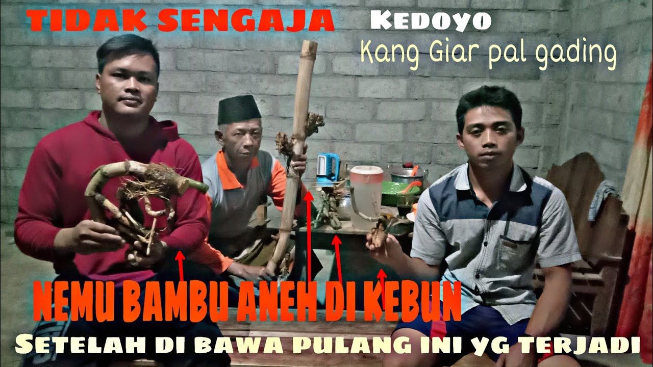 5 Jenis Bambu Unik Bambu Unik Asli Alami