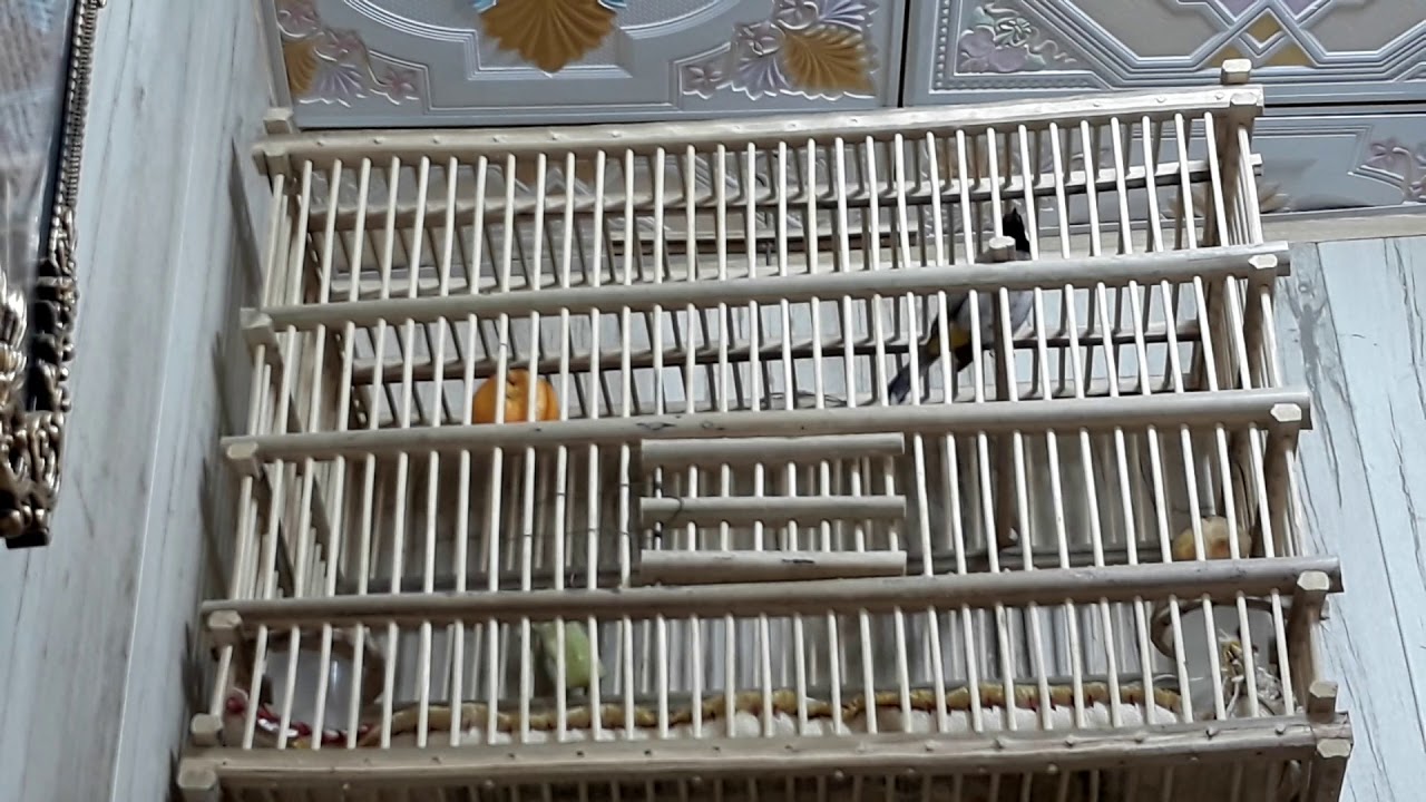 بلابل الفاو