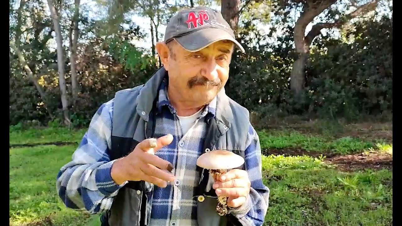 Funghi velenosi, ecco come riconoscerli !!! 🍄 ❌⛔️