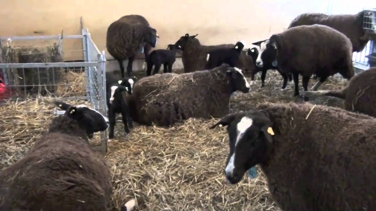Lammeren zwartbles 13 maart 2011