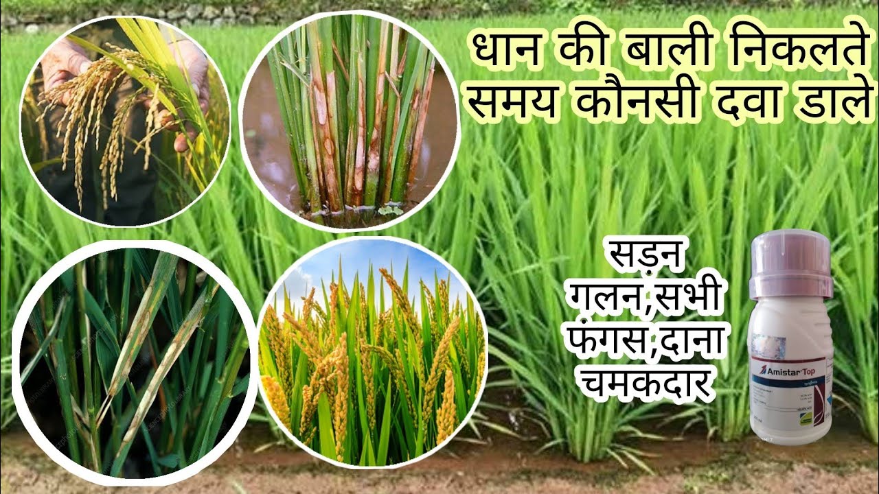 Amistar top syngenta | dhan me bali nikalte samay kya dale | धान की खेती कैसे करें