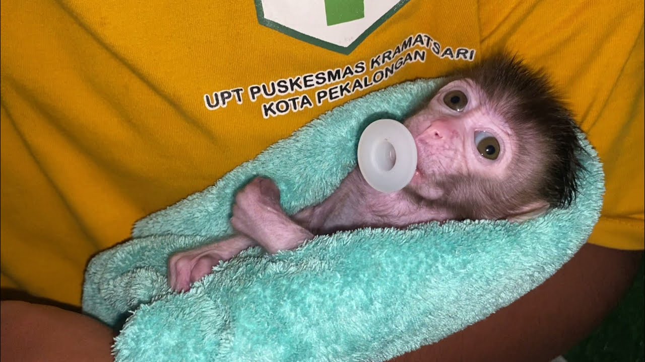 PASSIFER WITH THE RIGHT SIZE FOR SMALL BABY MONKEY