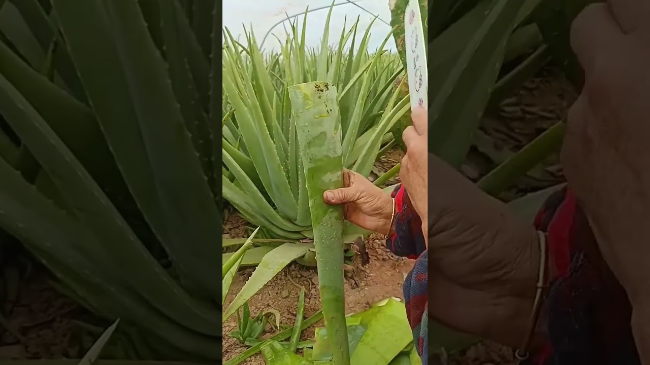 Aloe vera extraction process