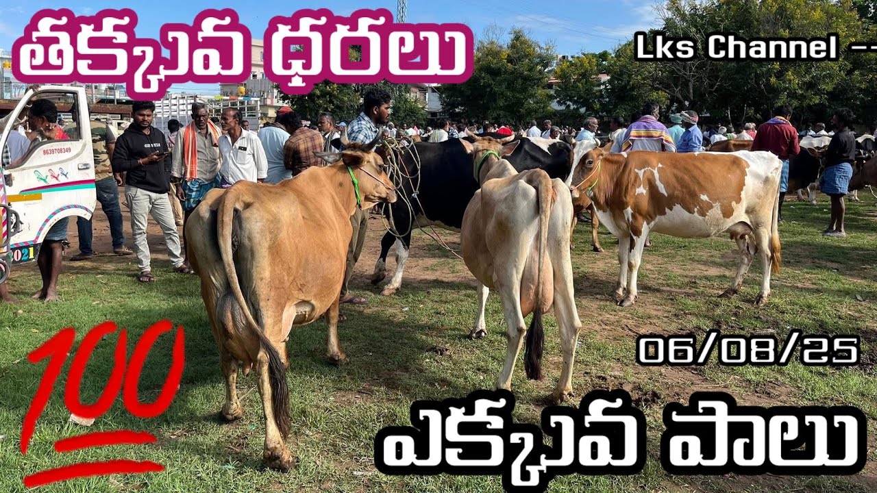 Cow & bull market punganuru //🔥🐄 #cow 