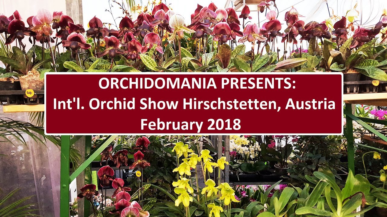 Orchidomania Presents: International Orchid Show - Hirschstetten, Austria - February 2018