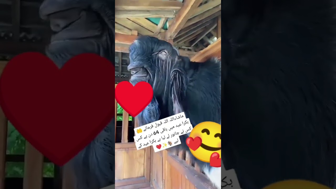 #BakraEid2025 #bakra #mandi #bakra #mandi #2025 #karachi