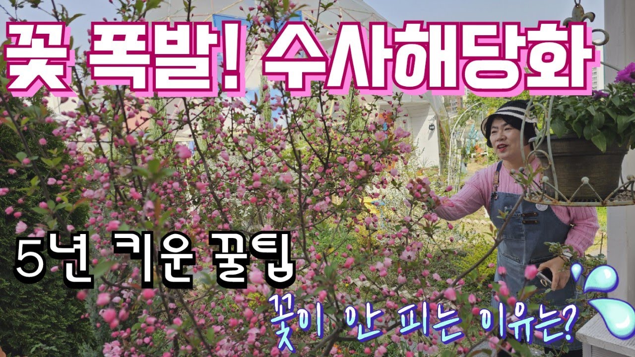 폭발적으로 핀 수사해당화, 5년 키워본 리얼 후기, 꽃 안 피운 해의 진짜 이유는?