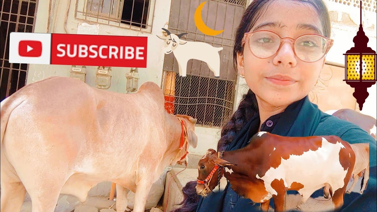 Bakar eid is coming 🐄🐮🐐||Sania Ali Nawab ||#like #sania#subscribetomychannel