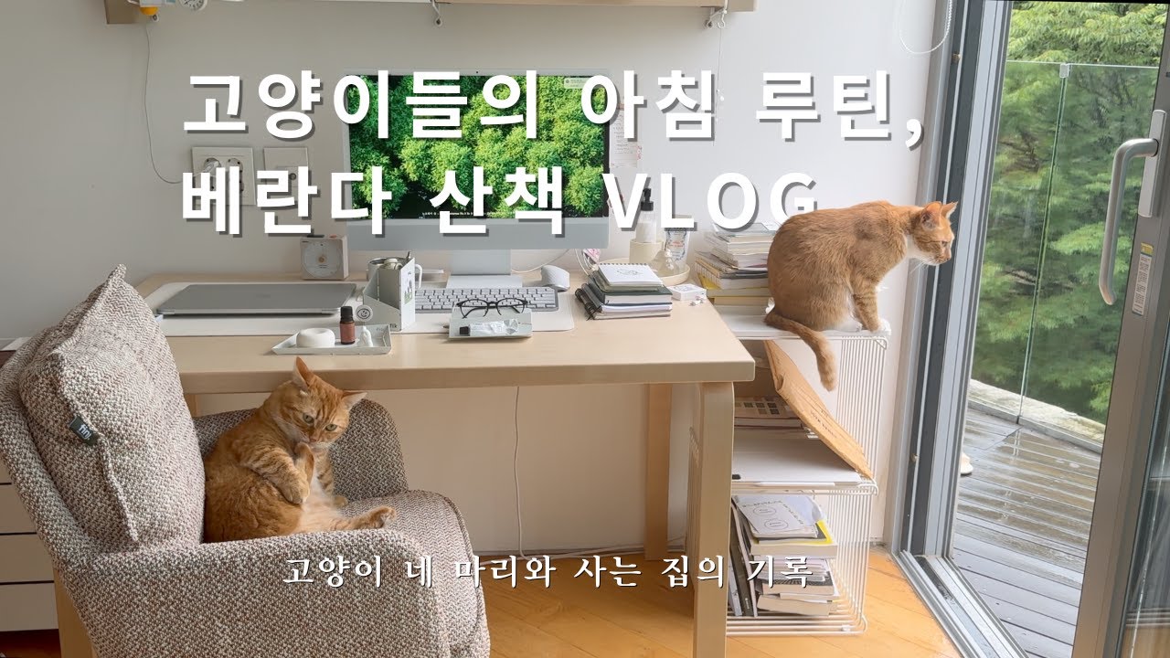 집사의 혼잣말 가득한 고양이 아침 루틴 vlog 🐾