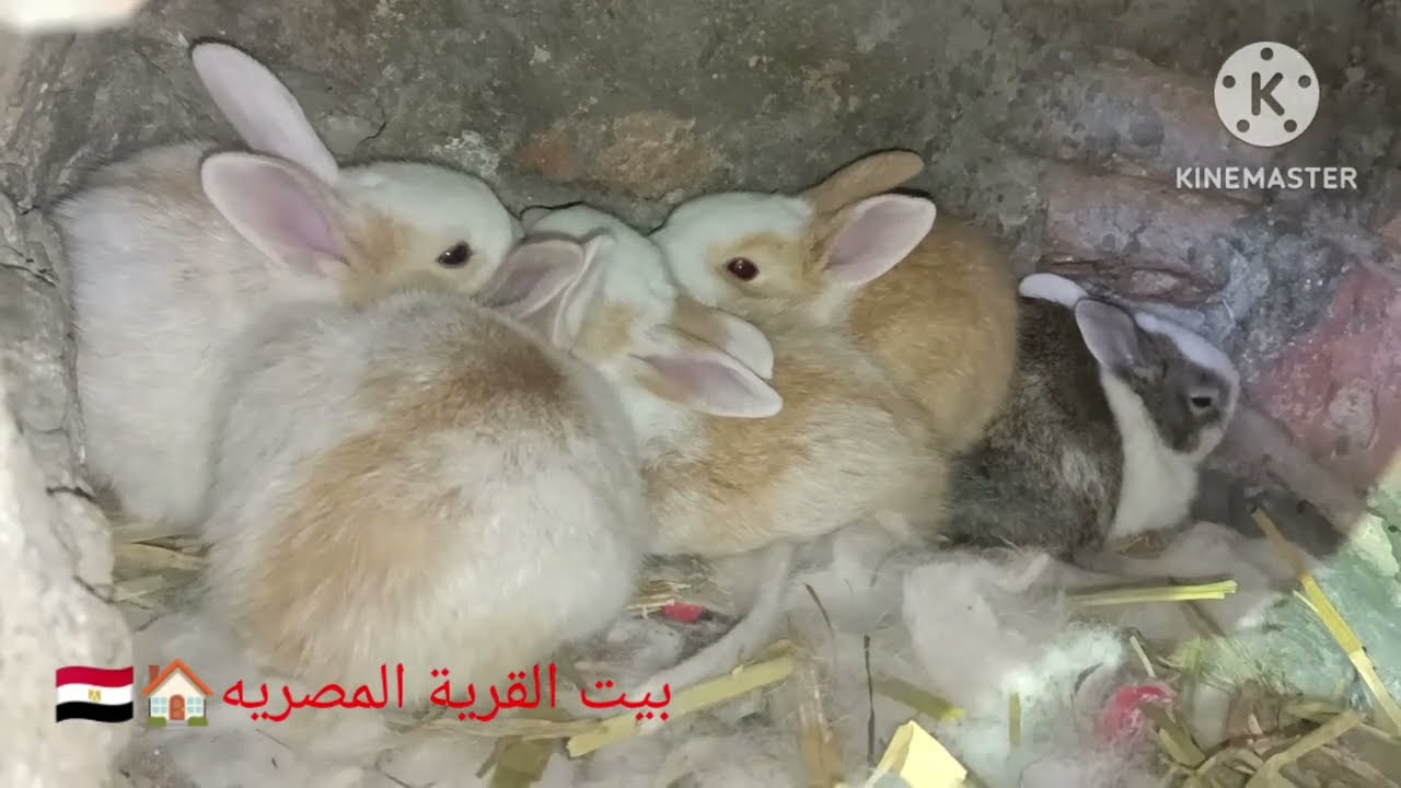 ازاى ابدا تربية الارانب فالمنزل؟ تربية الارانب للمبتدئين
