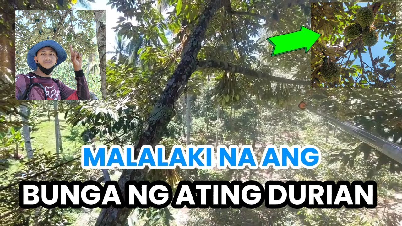 Unang spray sa bunga ng ating durian.  #fyp #highlights #durian #farming #davaocity