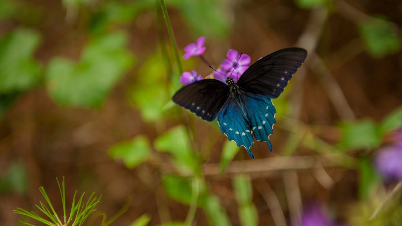 Butterfly Rainforest Moment: Pipevine Swallowtail