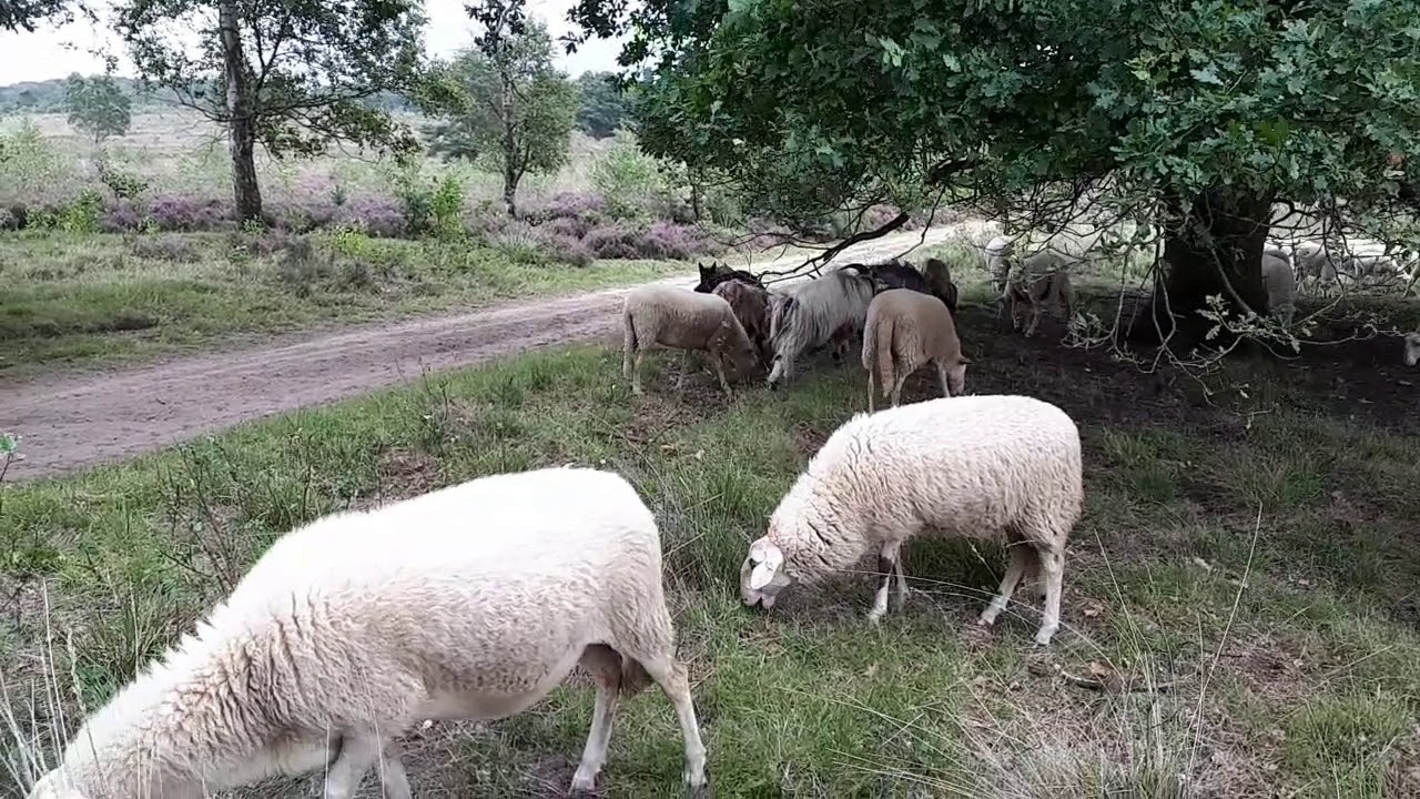 Schapenhoeden met Anne's Jurre v.'t Bikseland