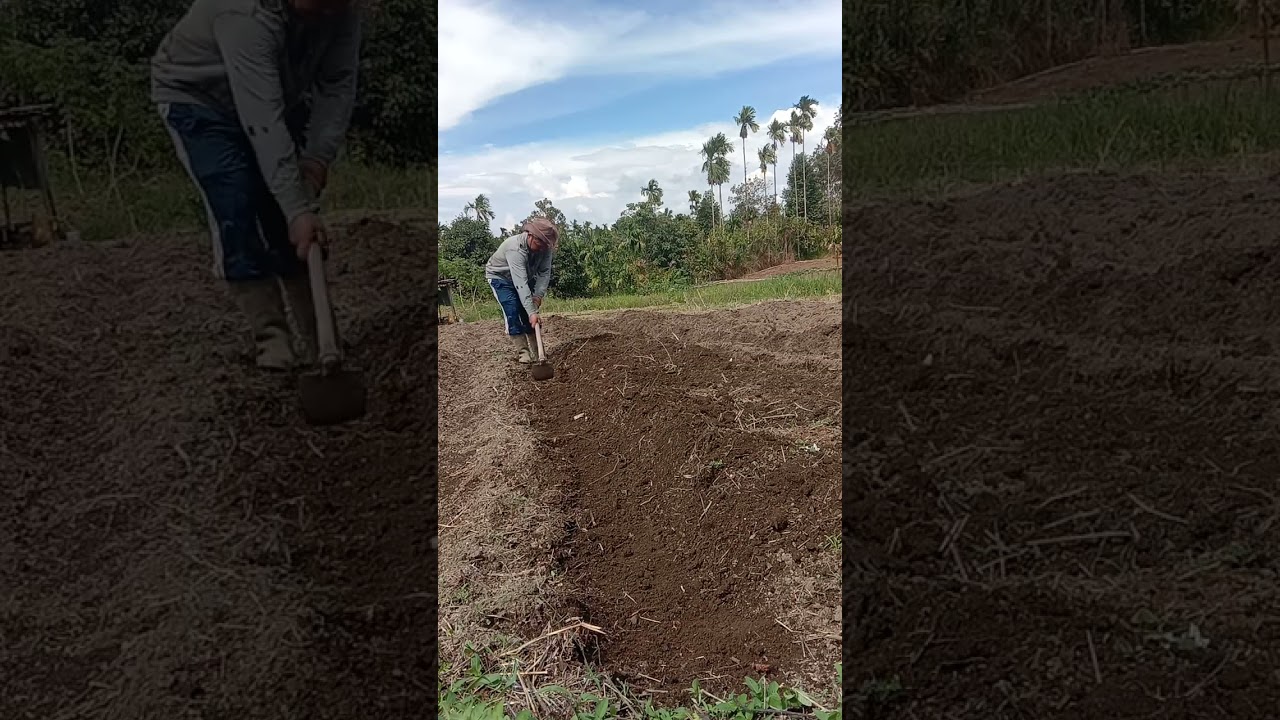 Membuat bedeng supaya kita pakek kan nanti mulsa supaya bisah tanam cabe