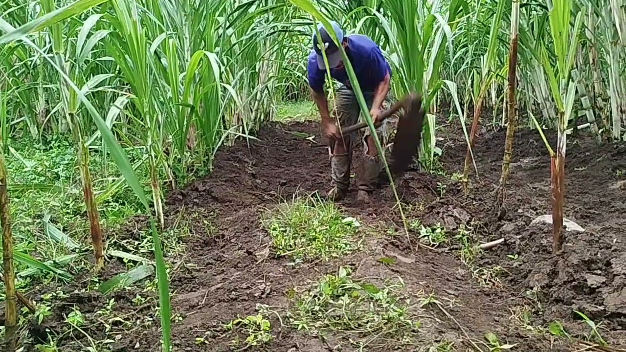 Tebu buto ijo 