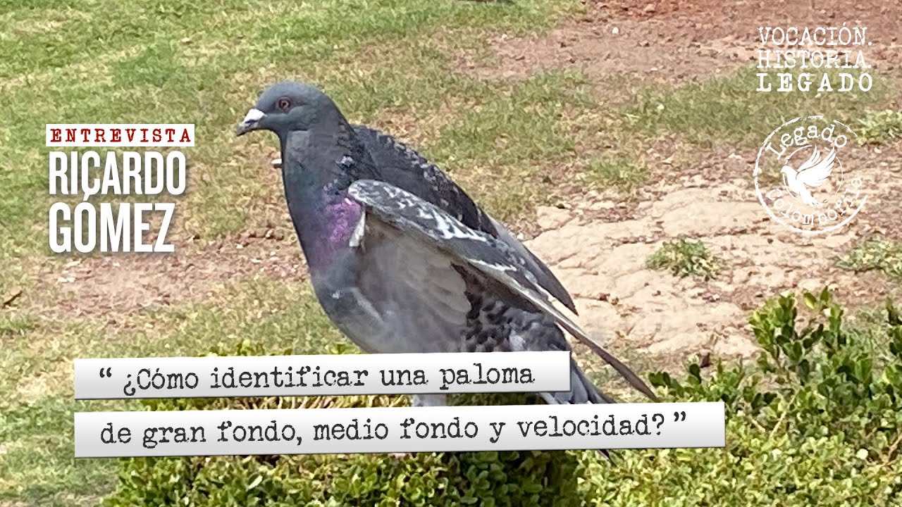 ¿Cómo identificar una paloma de gran fondo, medio fondo y velocidad?