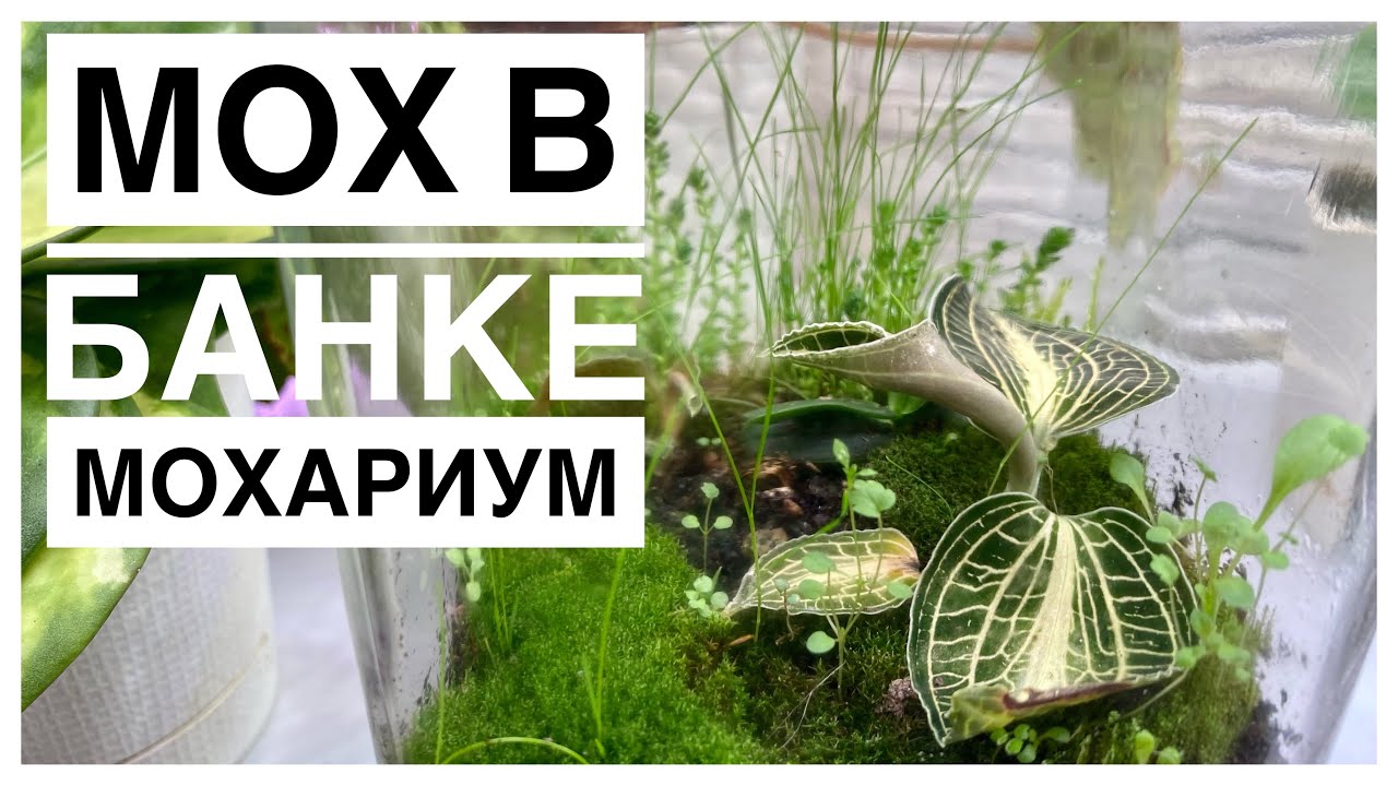 Будни цветовода | Мохариум? | Мох в банке | 18.10.2022г.