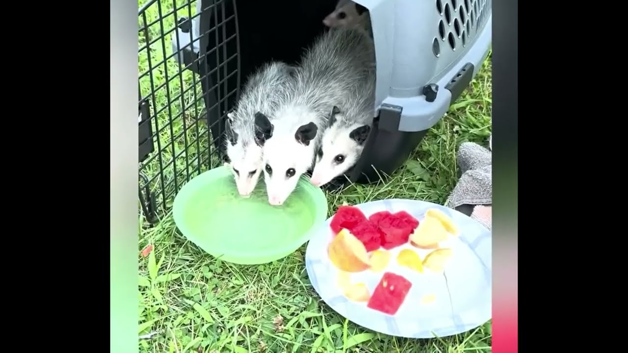 Funniest Animal Moments Ever 🐾🤣| Cute & Funny Pets Compilation 2025