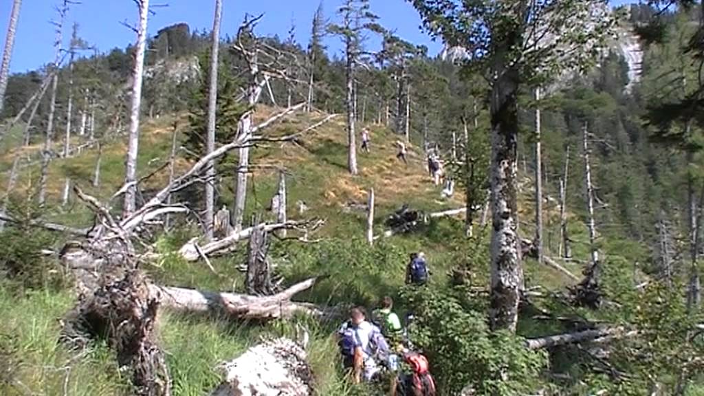Alpenverein Schwanenstadt: Naturschutzwanderung zum Thema Schutzwald am Sa., 23. August 2013.