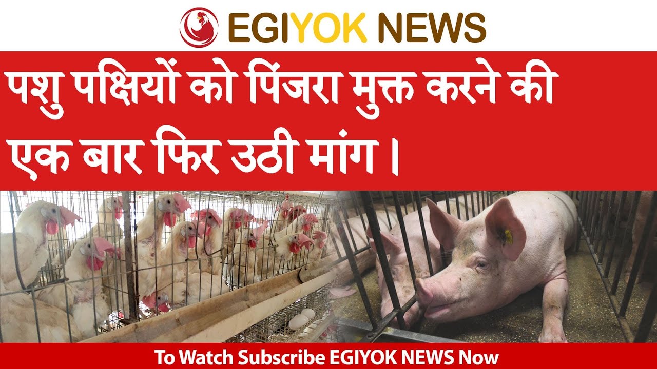 Animal activists started a campaign 