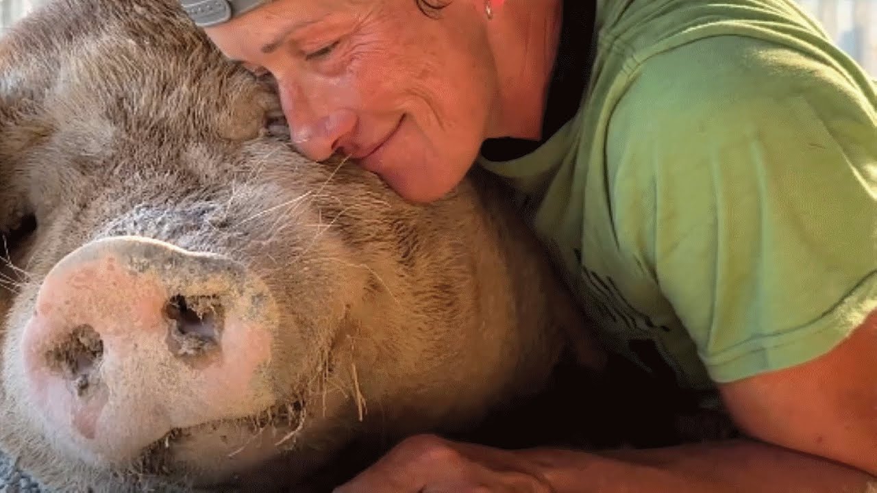 This pig literally smiled when rescuer kissed her